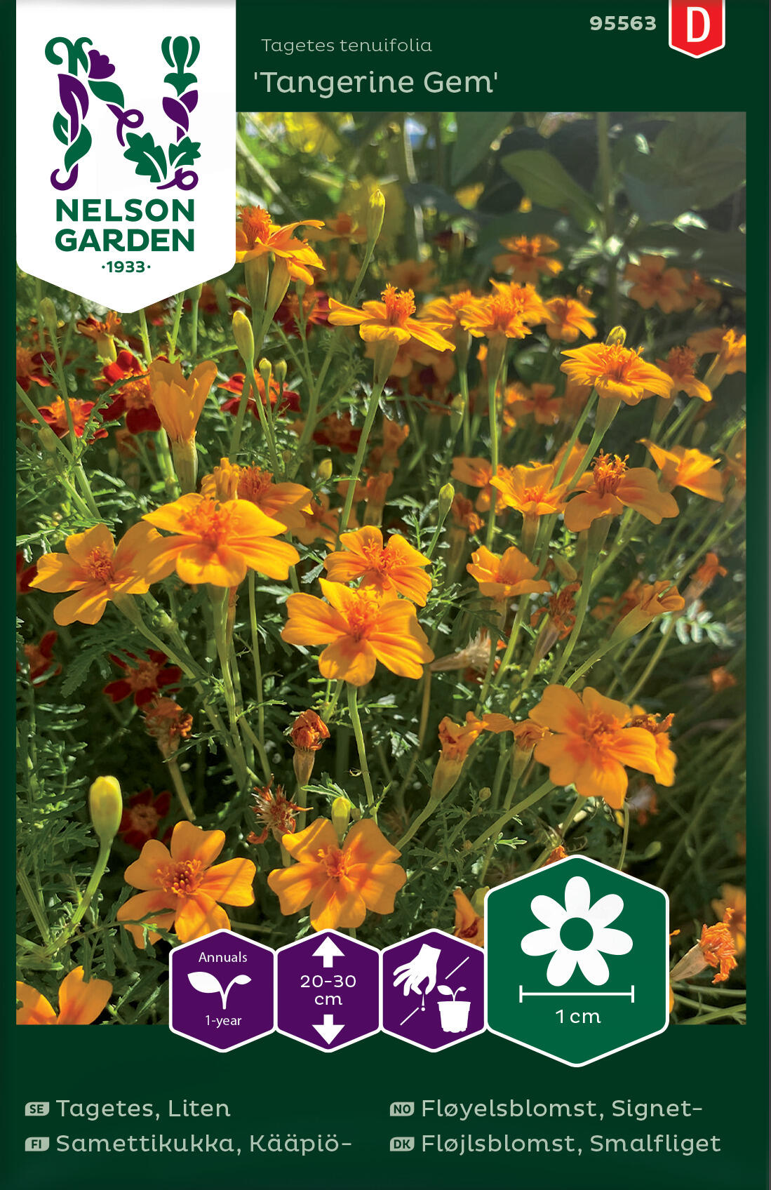 Signet Velvet Flower 'Tangerine Gem'